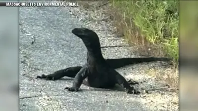 Giant lizard on the loose spotted in Douglas