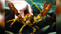 Ultra rare black and orange calico lobster caught off the coast of Massachusetts