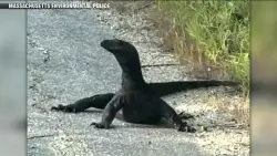Giant lizard on the loose spotted in Douglas