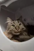 Pet of the week: Meet Lily, a mellow tabby looking for her forever home